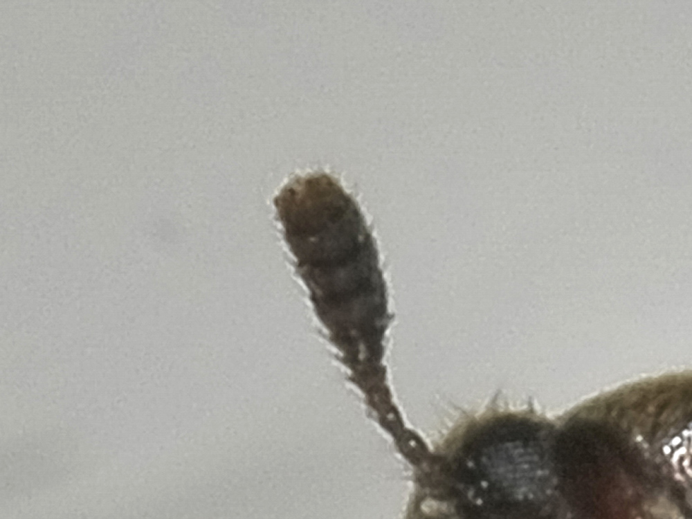 Colonidae?